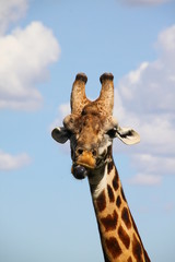 Fototapeta premium Giraffe