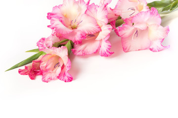 Pink gladiolus on a white background. Copy space.