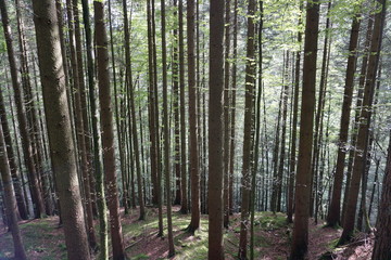 Naklejka premium Mischwald am Hang, Oberbayern