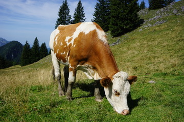 Fototapeta na wymiar mächtige Kuh auf Alm, Tegernsee, Bayern