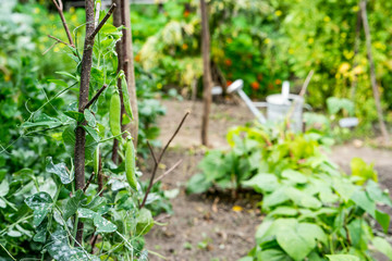 Green Pea plants climb up the stand