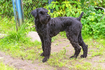 dog of Zwergschnauzer Close-up