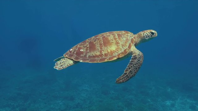 Green sea turtle in blue water. 4k footage