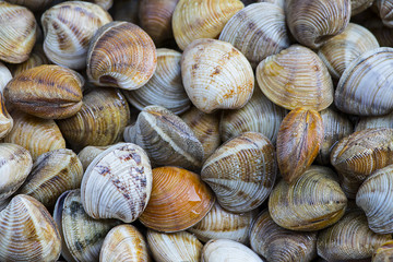 Texture of clams (coquina)