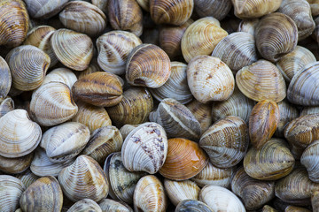 Texture of clams (coquina) © Alfredo