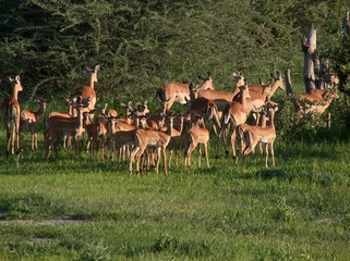 Herd of buck