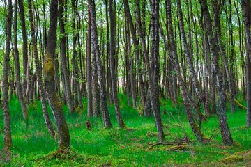 Forest with green grass