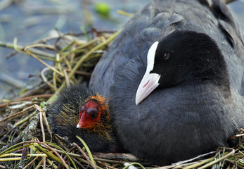 Eurasian coot (Fulica atra) with her baby in the nest