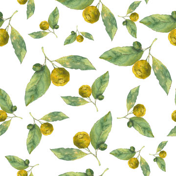 Clementines. Citrus on white background. Seamless watercolor pattern