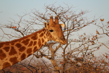 Giraffa all' Etosha Park - Namibia