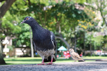 birds