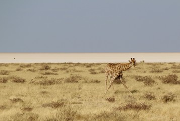 Giraffa all' Etosha Park - Namibia