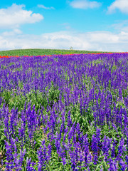 Fototapeta premium 北海道の花畑