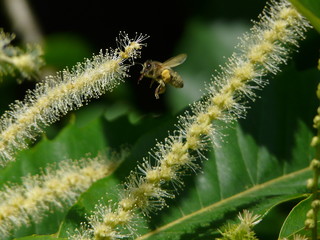 Abeille sur châtaigner - bee on sweet chesnut