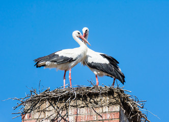 White stork couple in their nest on a chimney © manfredxy