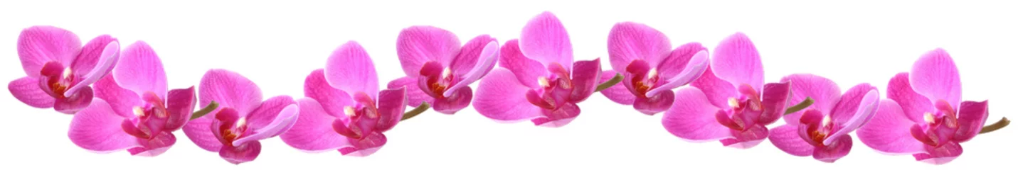 Keuken foto achterwand Orchidee Lila orchidee op een rij, geïsoleerd