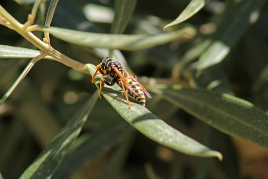 Avispa (Hymenoptera) en hoja de olivo