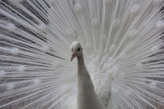 White peacock-4