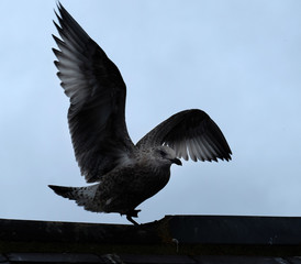 Young Herring gull with wings spread in near silhouette.