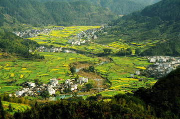 Landscape of Wuyuan County with Yellow oilseed rape field and Blooming canola flowers in spring.
