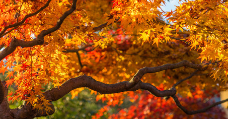 arbres d& 39 automne
