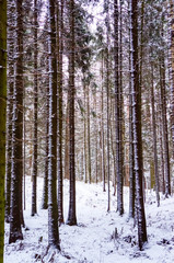 Winter landscape. The pine forest covered with snow.
