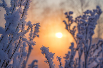 Winter landscape. The rays of the sun through the snowy bushes. 
