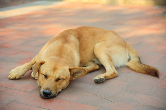 Dog sleeping on the floor.