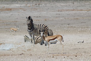 Fototapeta na wymiar Etosha National Park, Namibia - Wildlife