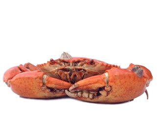 Steamed giant mud crab background 
