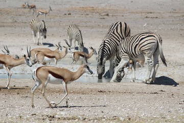 Obraz na płótnie Canvas Etosha National Park, Namibia - Wildlife