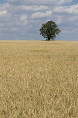 Golden wheat field against a blue sky and clouds