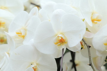 white phalaenopsis orchid.