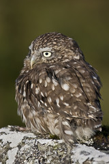 little Owl