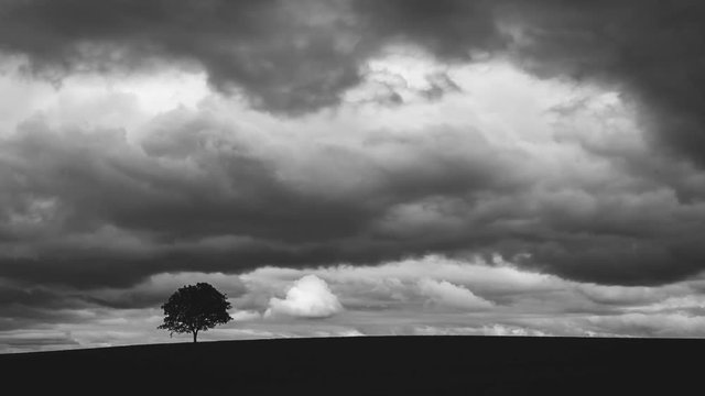 Timelapse d'un arbre solitaire et un ciel tr&egrave;s nuageux, en noir et blanc.