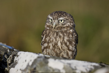 little Owl