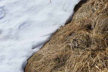 Naklejka premium Melting snow on old grass close up. Between winter and spring concept background