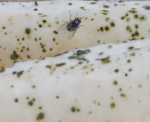 Flies sitting on a rotten melon.