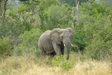 African Elephant