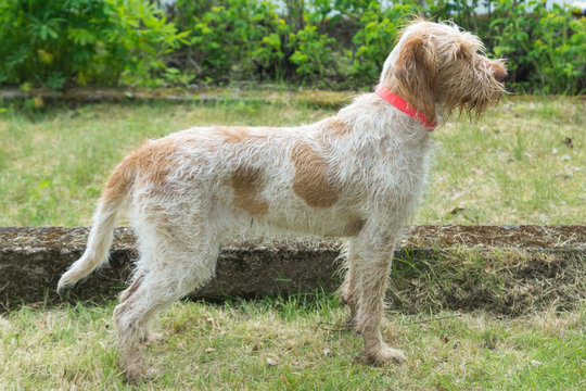 Orange roan with orange markings spinone italiano breed dog