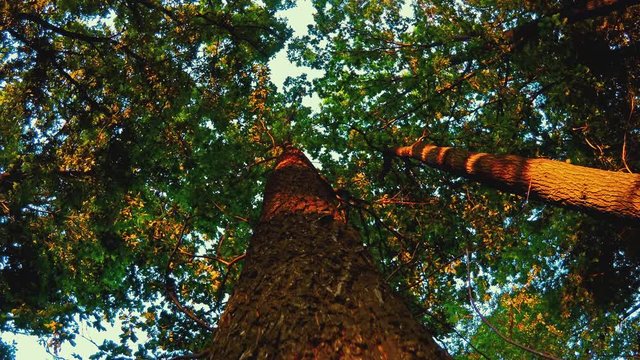 The Tree Foliage Looking Up