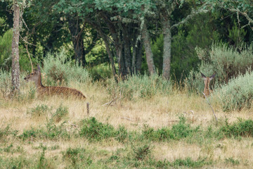 Mom and baby deer laid down in the wilderness
