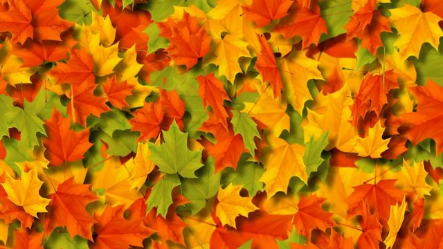Autumn leaves.. Maple leaves falling down and swirling. Loop animation.