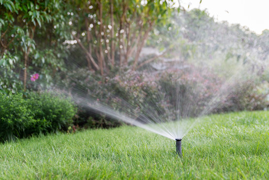 Irrigation of the garden with sprinkler system.