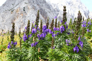Obraz premium Blauer Eisenhut (Aconitum napellus) in den Steiner Alpen (Kamniško-Savinjske alpe), Slowenien (Slovenija). August 2017.