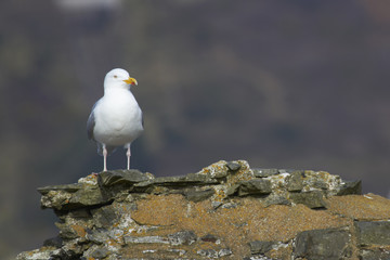 Herring gull