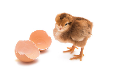 chicken isolated
