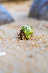 Hermit Crab on a beach