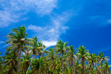 Fototapeta premium Palm trees against blue sky