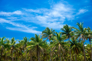 Naklejka na ściany i meble Palm trees against blue sky